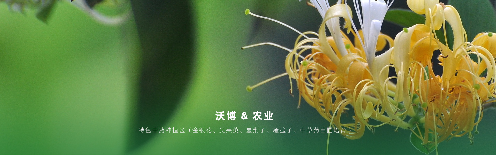 主要提供農(nóng)業(yè)親子樂園旅游、江西中藥種植、江西樂平鮮果采摘體驗、江西夏令營研學(xué)、江西戶外拓展、江西旅游打卡、江西水上樂園游艇、江西沃博VR科技科普等服務(wù)項目。